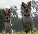 Basenji www.Dogobundi.de(1066)